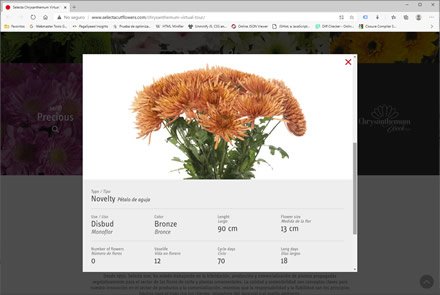 Landing Page (pop-up), Micro sitio HTML5 Selecta Flowers