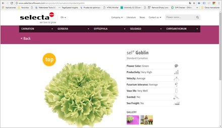 Detalle de producto, Web HTML5 administrable Selecta Flowers