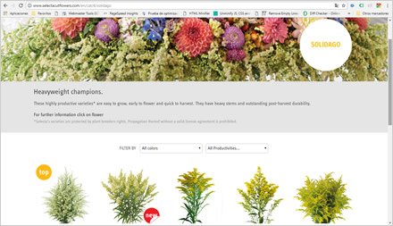Categoría, Web HTML5 administrable Selecta Flowers