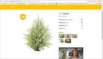 Detalle de producto, Web HTML5 administrable Selecta Flowers